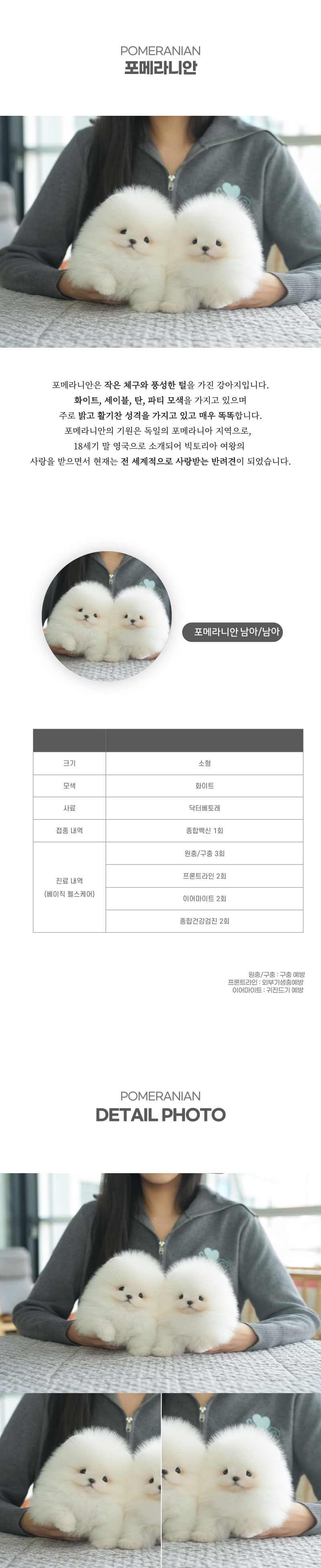 포메라니안_상세이미지_2